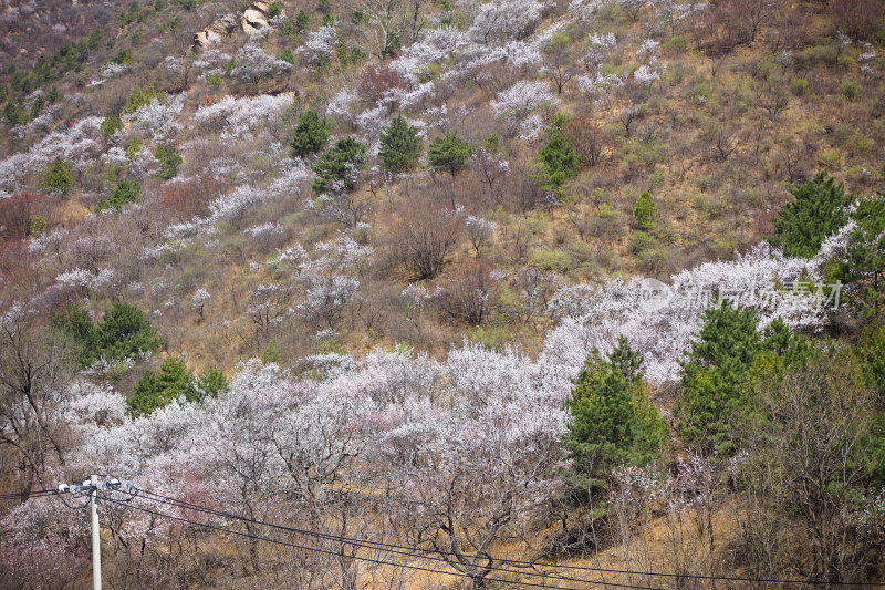 满山开放的山桃花