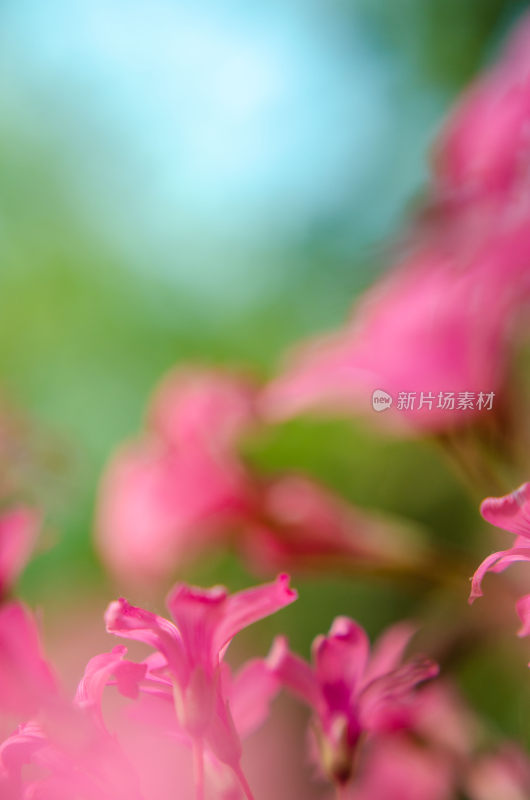 特写粉色红花酢浆草花卉背景