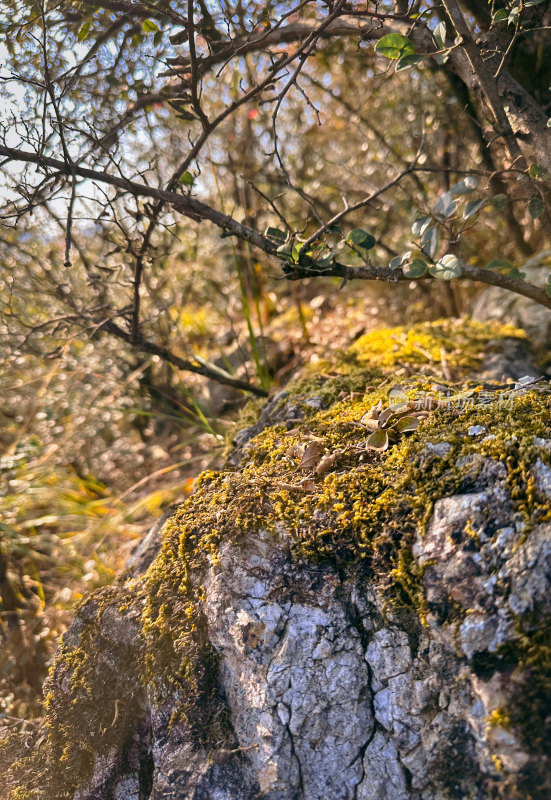 苔藓植物