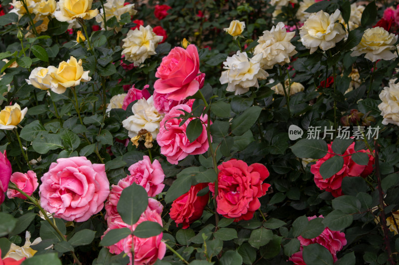 春天绽放的鲜艳玫瑰花月季花丛