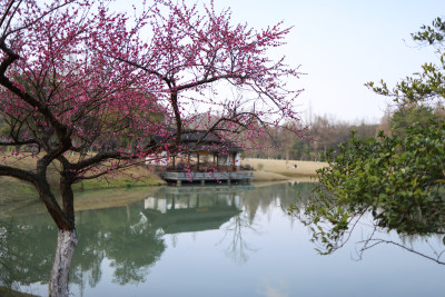 杭州植物园梅花盛开