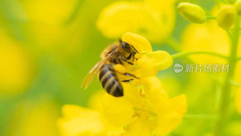 蜜蜂在油菜花上采蜜授粉时的微距特写