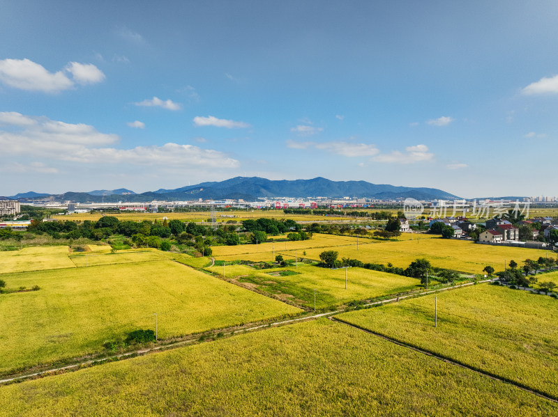 航拍浙江秋天稻田农村田野