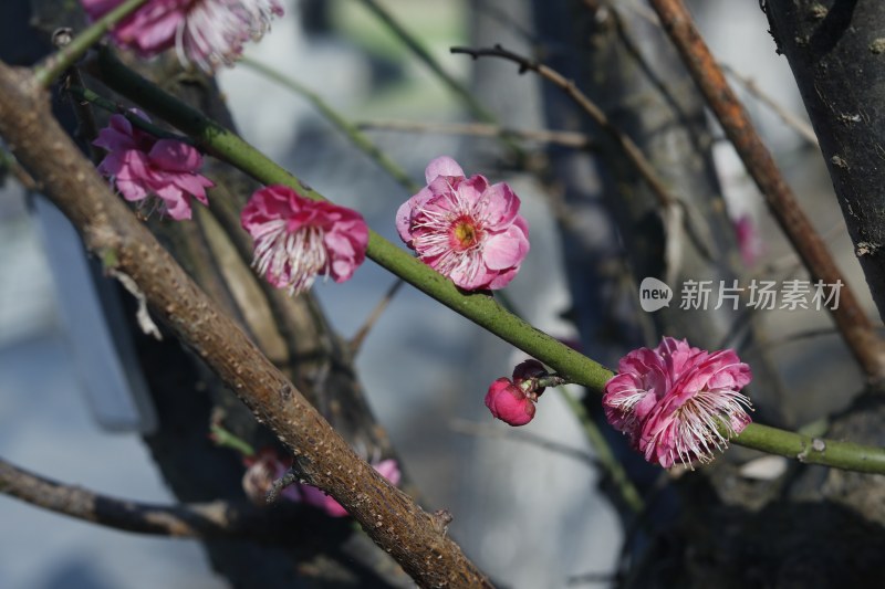 梅花 腊梅 红梅花