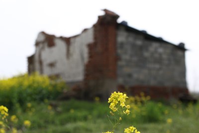 花草 绿地