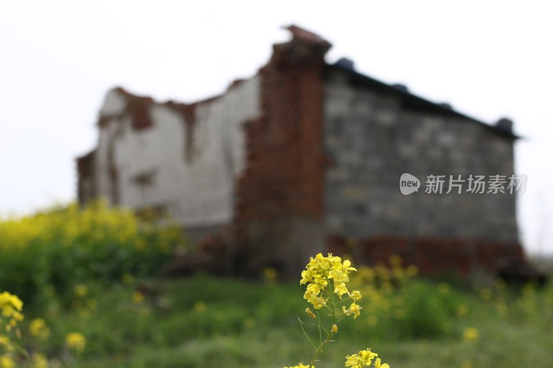 花草 绿地