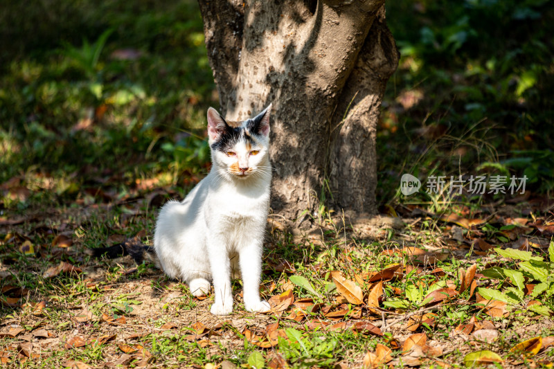 草地上坐着的三色猫