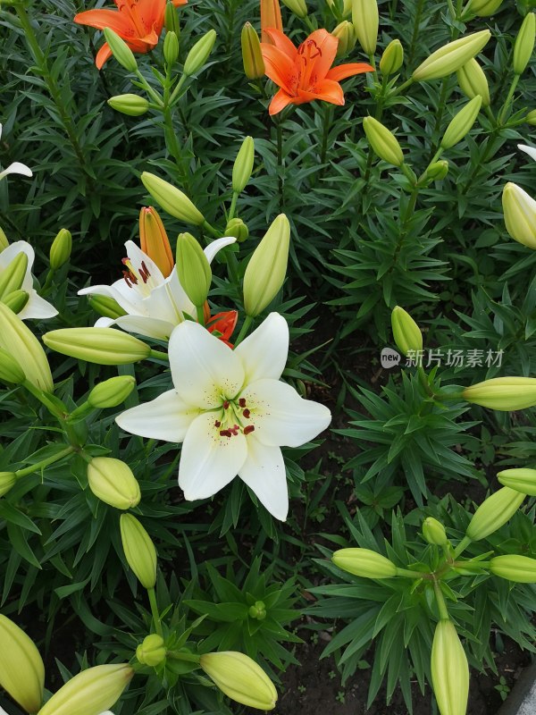 白百合花