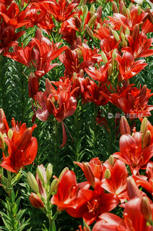 北京花乡公园百合花