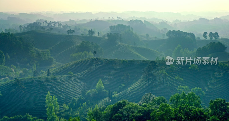 茶园茶山美丽乡村