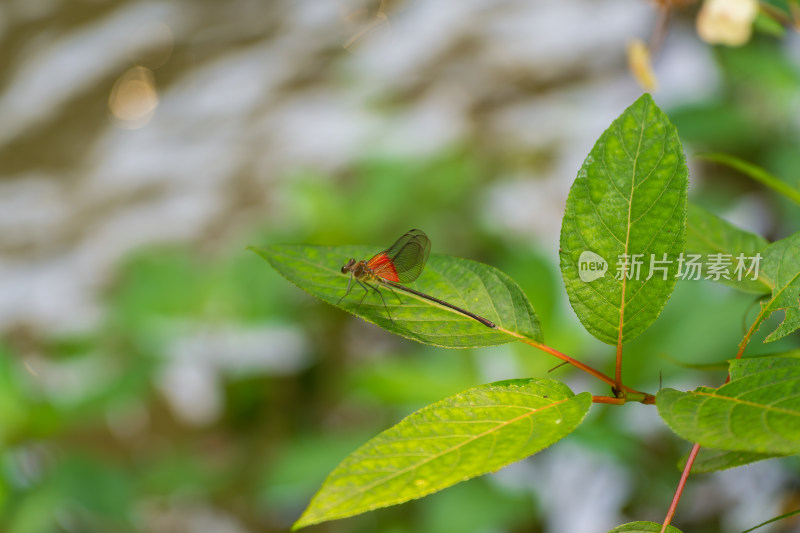 植物上的豆娘特写镜头