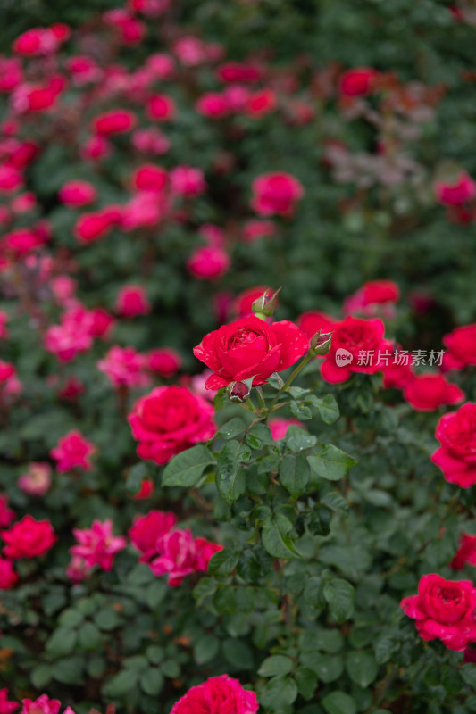 玫瑰花、月季花