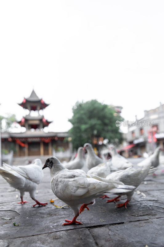 户外吃食的白色鸽子