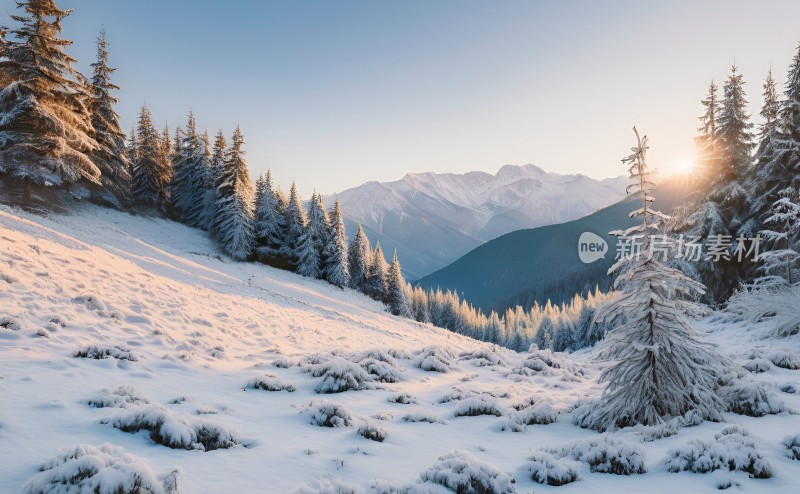 冬季森林白雪覆盖风景