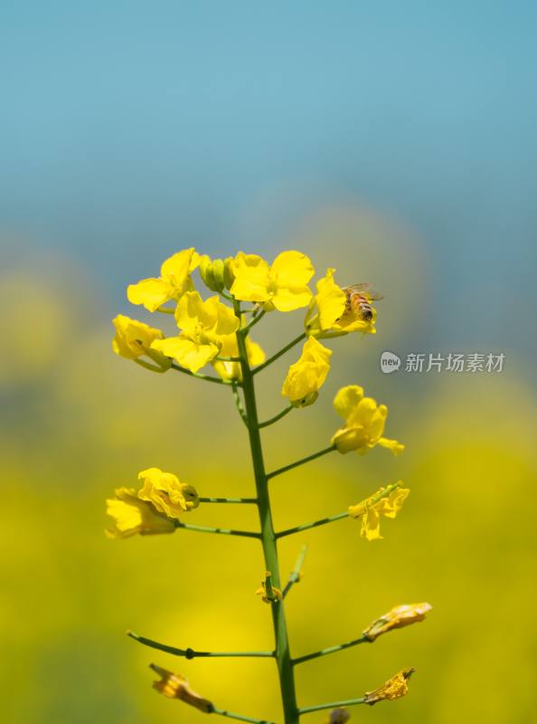 蜜蜂与油菜花