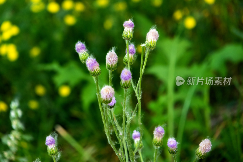 紫色泥胡菜野花