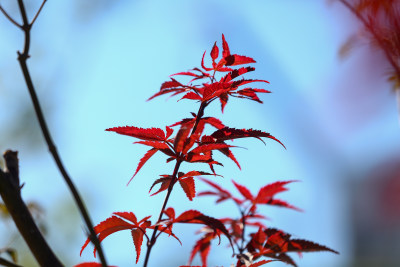 特写秋日植物枝叶