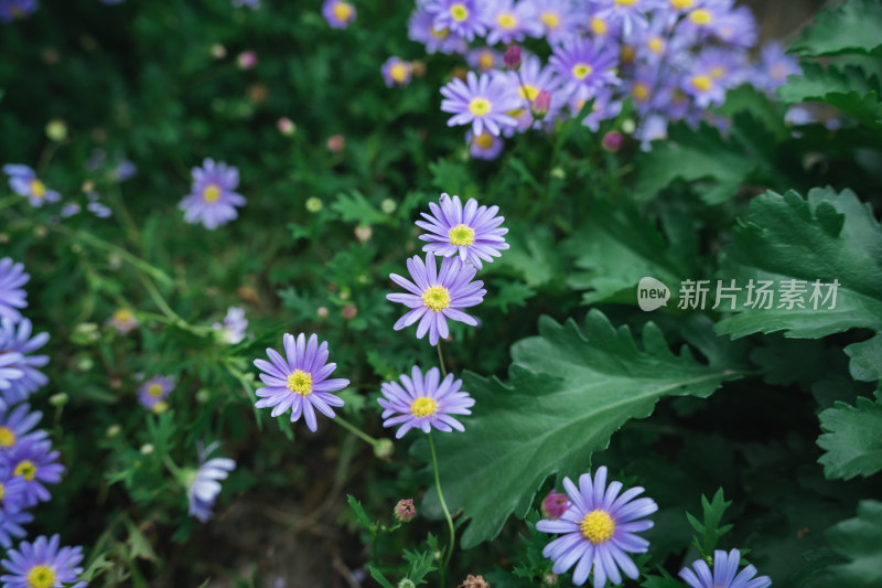 紫花开花植物马兰