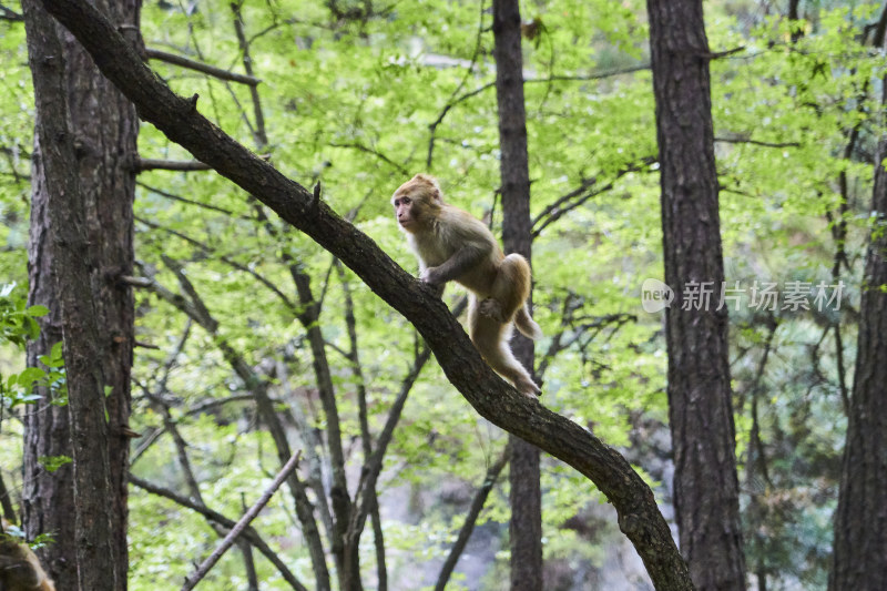 山西沁源猕猴