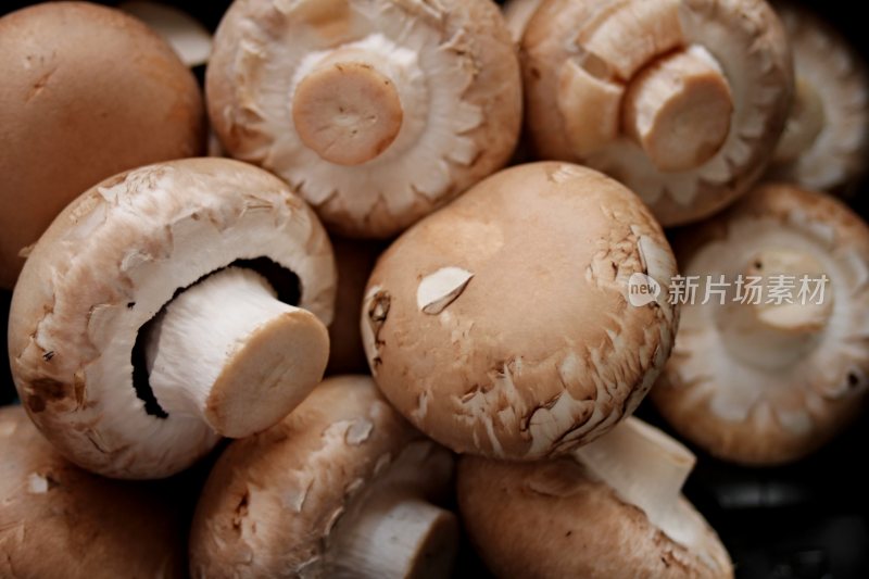 野生菌野生菌蘑菇生长环境菌类山菌