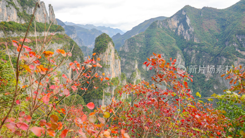 长江三峡巫峡红叶