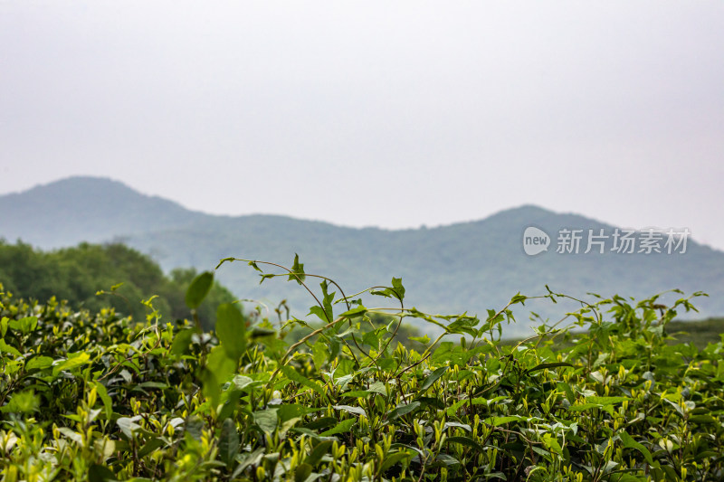 雨中的西湖龙井茶园自然风光