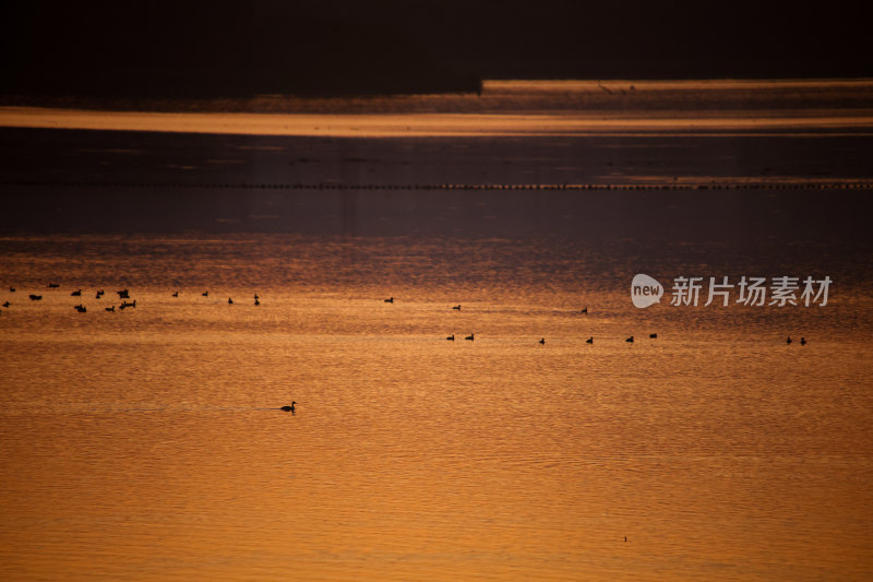 夕阳下水面上的鸟群晚霞