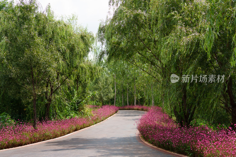 鲜花簇拥的林间小路