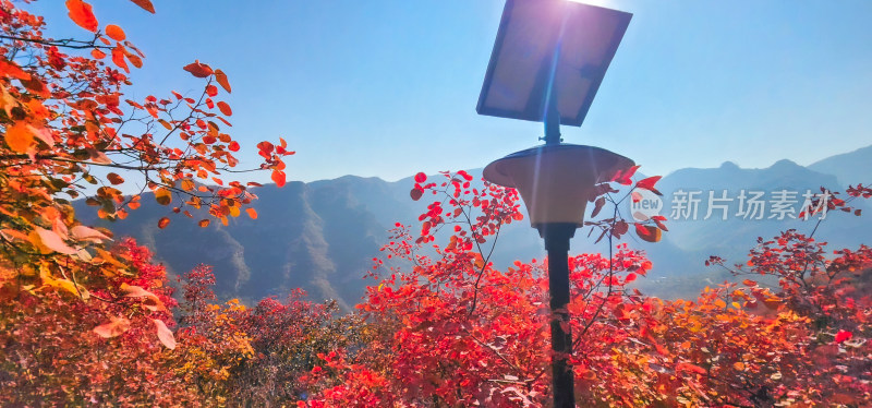 北京房山坡峰岭 秋天红叶季