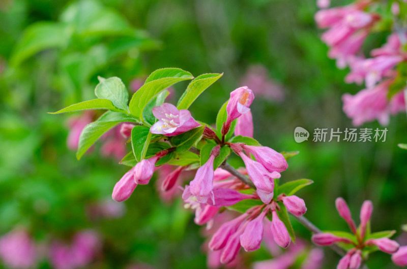 盛开的一串红花朵