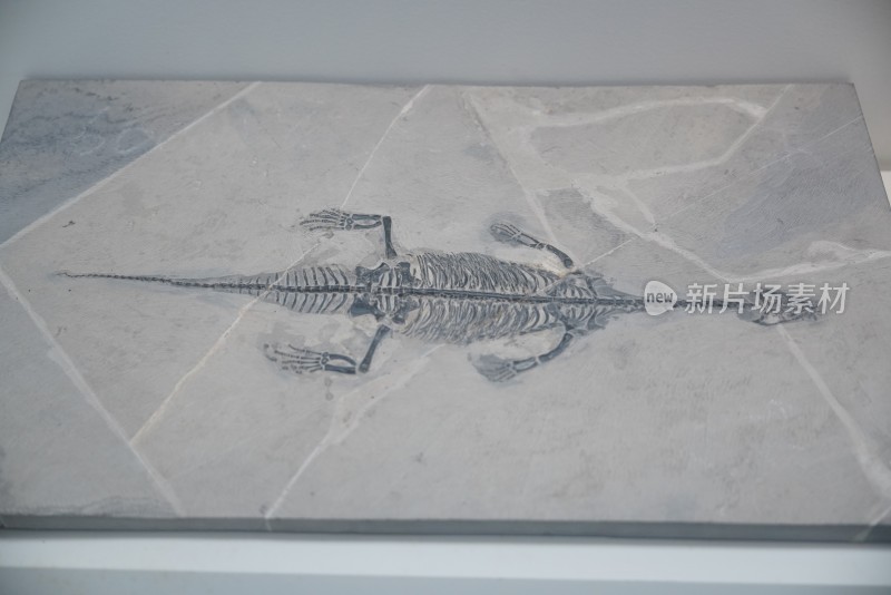 三叠纪利齿滇东龙化石标本
