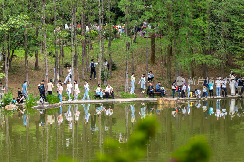 深圳仙湖植物园花展