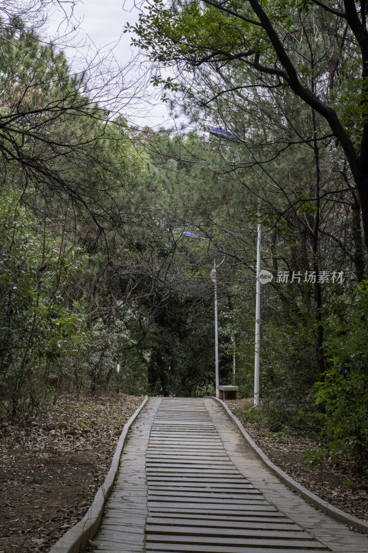 林间木质步道风景