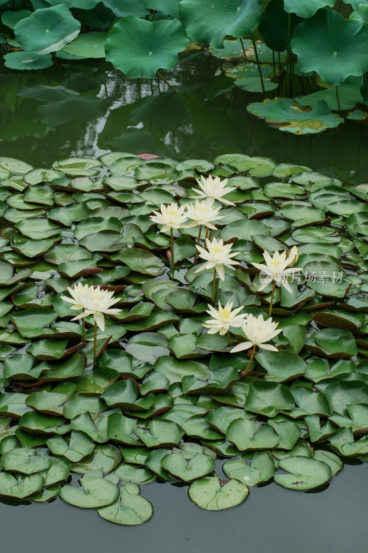 北京国家植物园睡莲