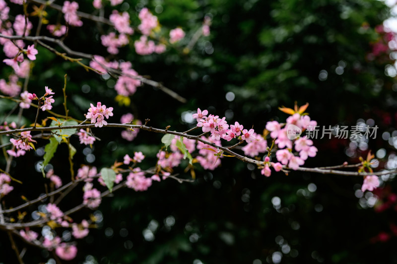 盛开的粉色樱花枝条