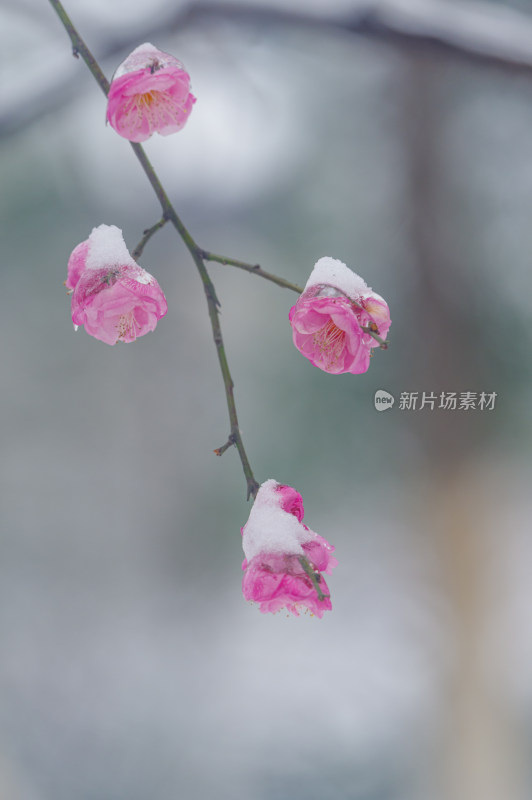 武汉东湖梅园雪中梅花盛开