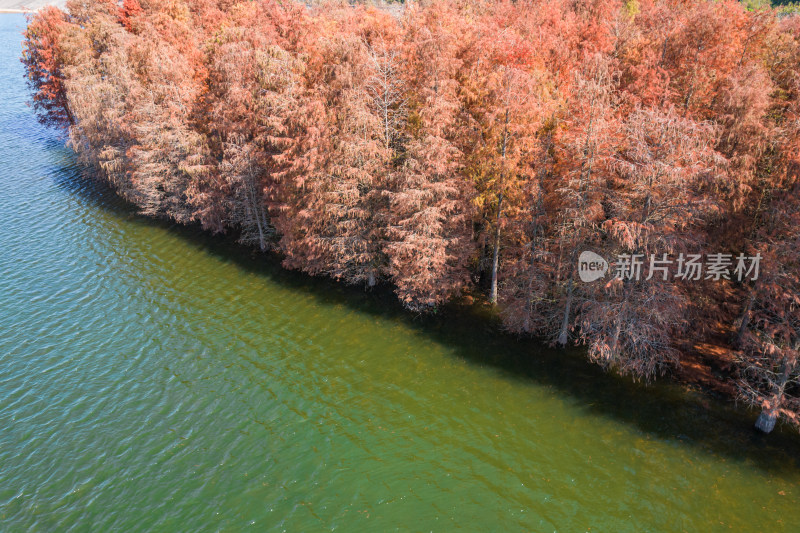 深圳大山陂水库水杉林秋色