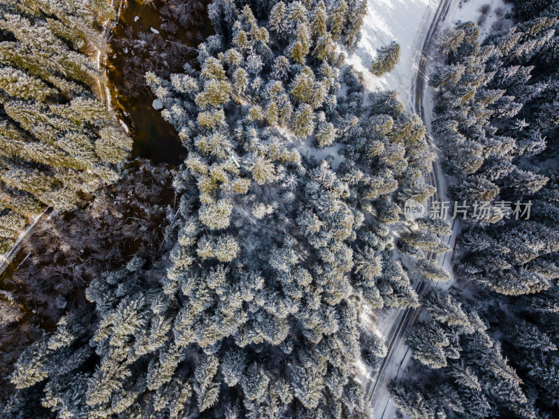 冬天的森林雪景