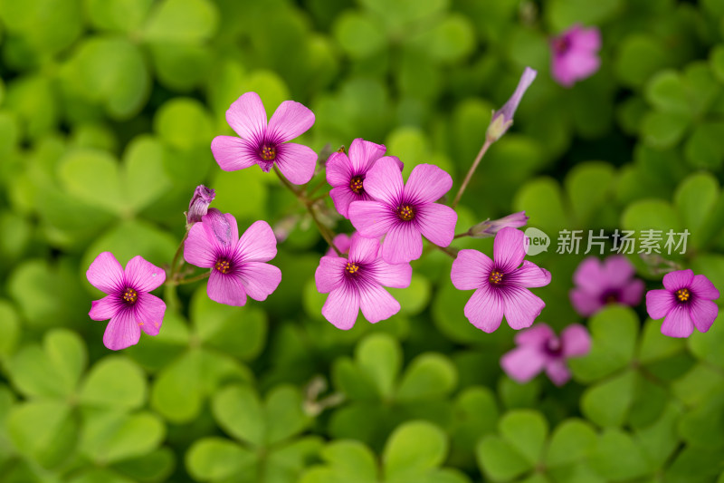 春天的酢浆草开花特写