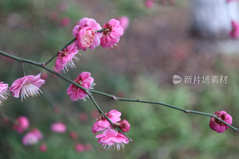 粉色梅花特写