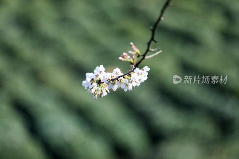 春天盛开的樱花特写