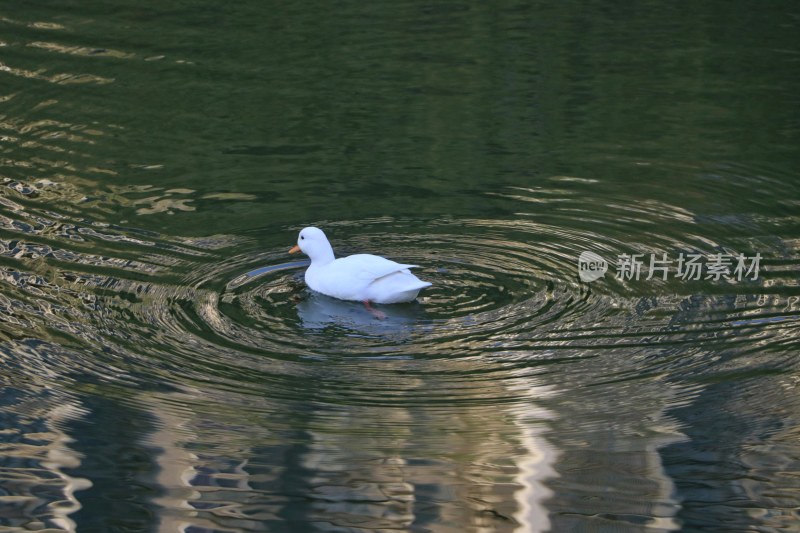 水中小鸭子