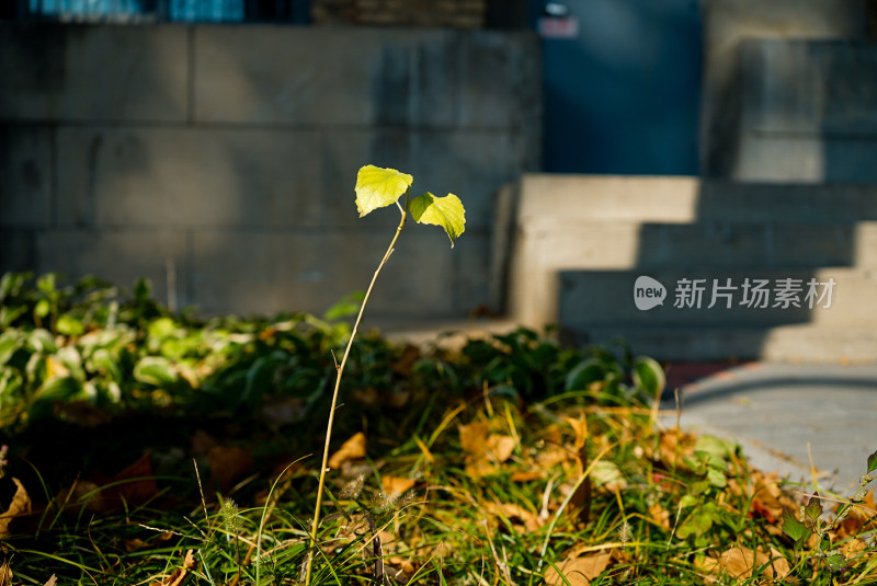 草丛中新生的嫩黄绿色植物