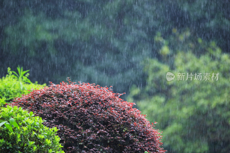 下雨天雨水中植物背景