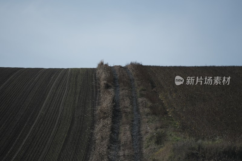 收割后的纹理感稻田