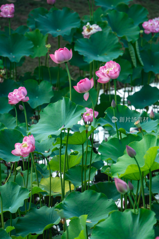 夏天池塘的荷花