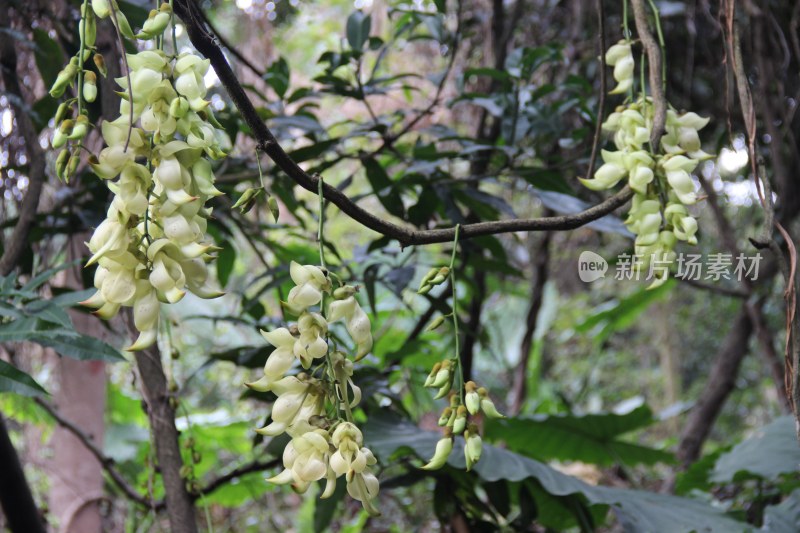 广东东莞：禾雀花