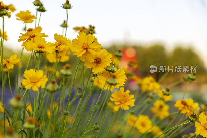 花卉盆景格桑花花花草草