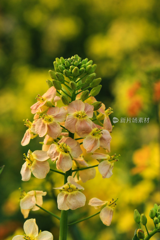 彩色的油菜花