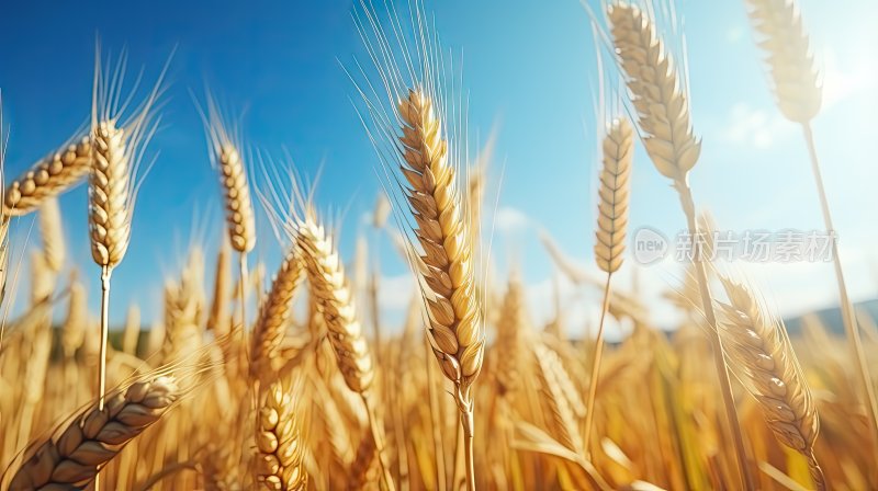 秋天田野里成熟的金黄色小麦